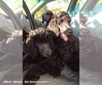 Small Photo #1 Poodle (Standard) Puppy For Sale in BROOKSVILLE, FL, USA