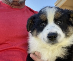 Australian Shepherd Puppy for sale in PHOENIX, AZ, USA