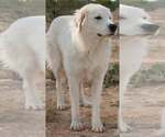 Small #6 Golden Pyrenees