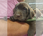 Small Photo #1 Labrador Retriever Puppy For Sale in WARRENTON, MO, USA