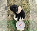 Small Photo #7 Aussiedoodle Miniature  Puppy For Sale in UNIONVILLE, IA, USA