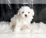 Small #4 Maltese