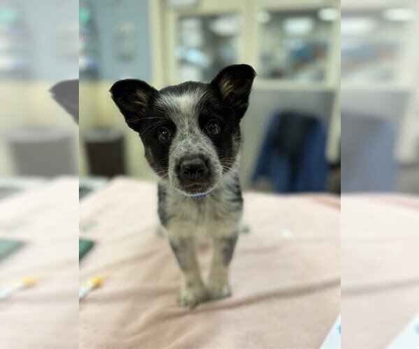 Medium Photo #1 Australian Shepherd Puppy For Sale in Riverside, CA, USA