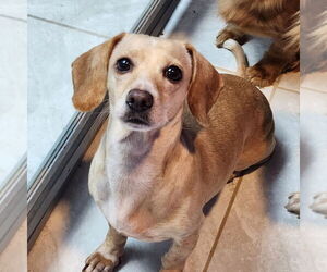 Dachshund Dogs for adoption in Walnutport, PA, USA