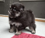 Small #2 Pomeranian