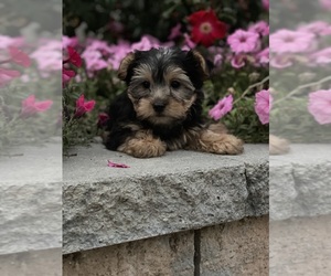 Yorkshire Terrier Puppy for sale in CANOGA, NY, USA