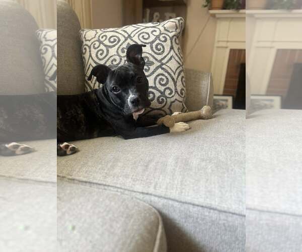 Medium Photo #4 Mutt Puppy For Sale in Catasauqua, PA, USA