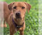 Small #21 Labrador Retriever Mix