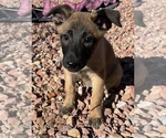 Small Photo #13 Belgian Malinois Puppy For Sale in SAINT GEORGE, UT, USA
