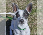 Small #9 Rat Terrier Mix