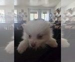 Small Photo #8 Pomeranian Puppy For Sale in LA PINE, OR, USA
