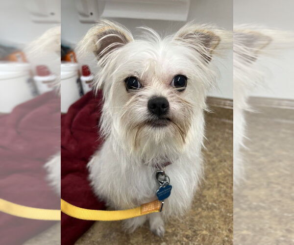 Medium Photo #3 Maltese-Unknown Mix Puppy For Sale in Mundelein, IL, USA