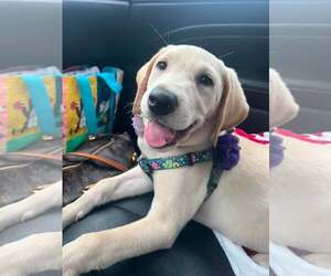 Golden Labrador Dogs for adoption in Mount Pleasant, SC, USA
