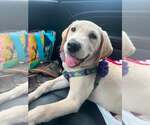 Small Golden Labrador