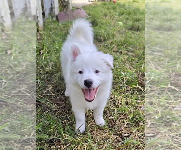 Medium Photo #1 Border-Aussie Puppy For Sale in Newport Beach, CA, USA
