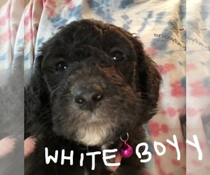 Sheepadoodle Puppy for sale in FORT WORTH, TX, USA