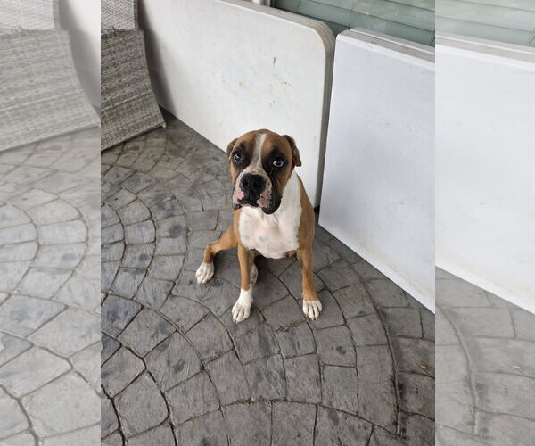 Medium Photo #1 Boxer Puppy For Sale in  Katy, TX, USA