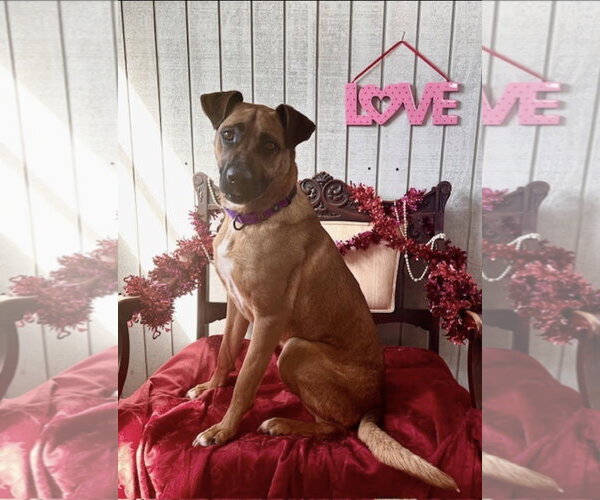 Medium Photo #1 Boxer-German Shepherd Dog Mix Puppy For Sale in Westminster, MD, USA