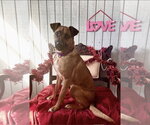 Small Boxer-German Shepherd Dog Mix