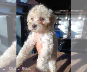 Maltipoo Puppy for sale in MANSFIELD, TX, USA