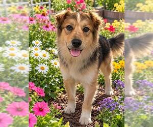 Golden Shepherd Dogs for adoption in Globe, AZ, USA