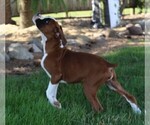 Small Photo #5 Boxer Puppy For Sale in SHIPSHEWANA, IN, USA