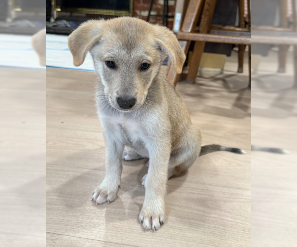 Medium Photo #2 Huskimo Puppy For Sale in Banning, CA, USA