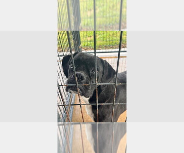 Medium Photo #1 Boxer Puppy For Sale in Austin, TX, USA