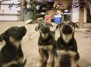 German Shepherd Dog Puppy for sale in YORKVILLE, IL, USA