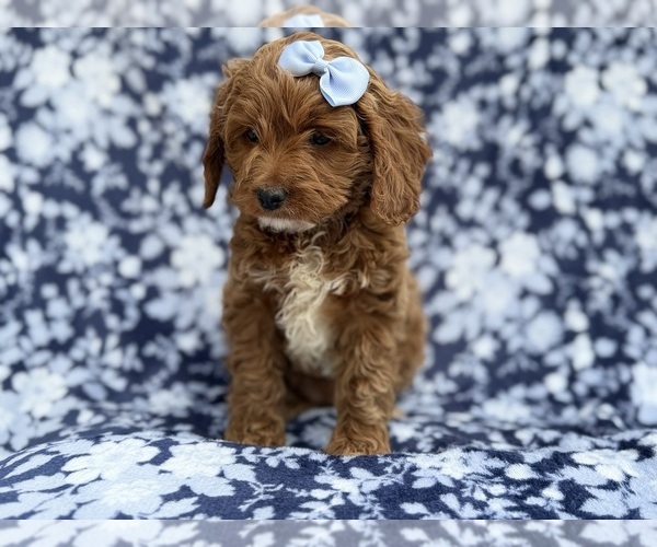 Medium Photo #6 Cock-A-Poo Puppy For Sale in LAKELAND, FL, USA