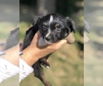 Small Photo #4 Miniature Australian Shepherd Puppy For Sale in VACAVILLE, CA, USA