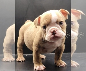 English Bulldog Puppy for sale in BRANDON, FL, USA