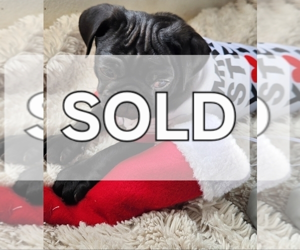 Medium Photo #2 Pug Puppy For Sale in LOS ANGELES, CA, USA