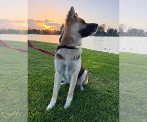 Atzi (Courtesy Post) Adopt Me! - Female Mutt Dog for Adoption - Photo #4