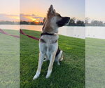 Small Photo #4 Mutt Puppy For Sale in Lake Forest, CA, USA