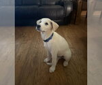 Small #4 Great Pyrenees Mix