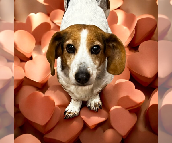 Medium Photo #1 Dachshund-Unknown Mix Puppy For Sale in Vail, AZ, USA