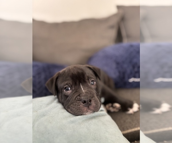 Medium Photo #5 Bulldog Puppy For Sale in OXNARD, CA, USA