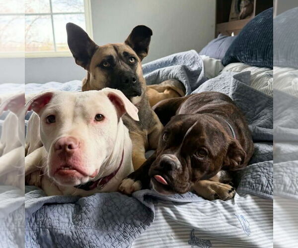 Medium Photo #4 Mutt Puppy For Sale in Canton, CT, USA