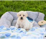 Small #11 Labrador Retriever