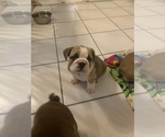 Small Photo #10 Bulldog Puppy For Sale in SPRING HILL, FL, USA