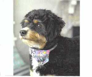 Father of the Miniature Bernedoodle-Poodle (Toy) Mix puppies born on 11/16/2022