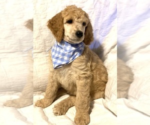 Chesapeake Bay Retriever Puppy for sale in EAST WENATCHEE, WA, USA