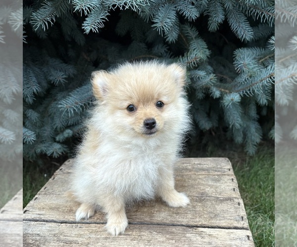 Medium Photo #2 Pomeranian Puppy For Sale in MIDDLEBURY, IN, USA