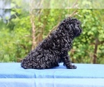 Small #1 Poodle (Toy)