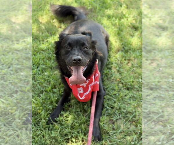 Medium Photo #2 Chow Chow-Retriever  Mix Puppy For Sale in Euless, TX, USA