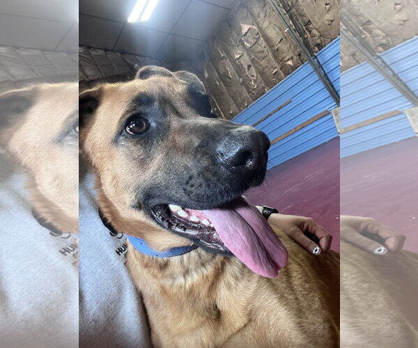 Medium Photo #10 Boxer-German Shepherd Dog Mix Puppy For Sale in Webster, WI, USA