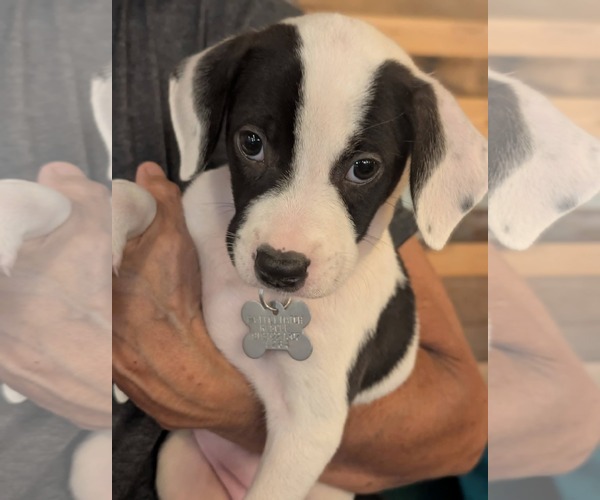 Medium Photo #1 American Staffordshire Terrier-Staffordshire Bull Terrier Mix Puppy For Sale in Holly Springs, NC, USA