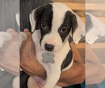 Small American Staffordshire Terrier-Staffordshire Bull Terrier Mix