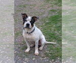 Small Photo #2 Bulldog-Unknown Mix Puppy For Sale in Rustburg, VA, USA